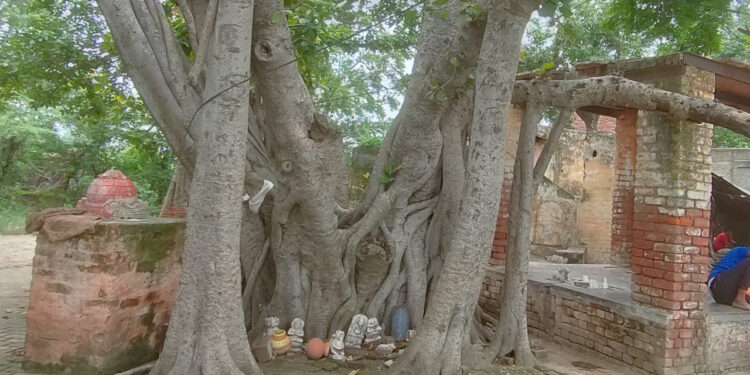 प्रकृति का पर्यावरण को सपोर्ट