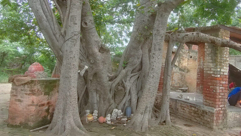 प्रकृति का पर्यावरण को सपोर्ट